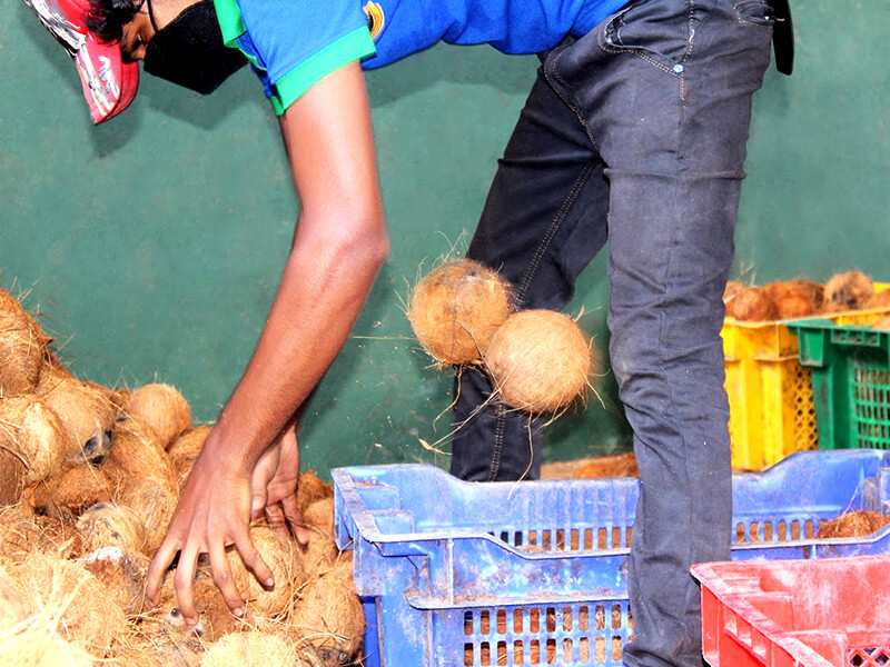 deshelling-coconut-storing-area